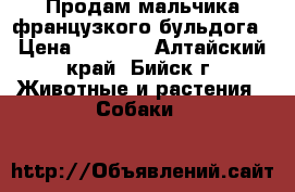 Продам мальчика французкого бульдога › Цена ­ 5 000 - Алтайский край, Бийск г. Животные и растения » Собаки   